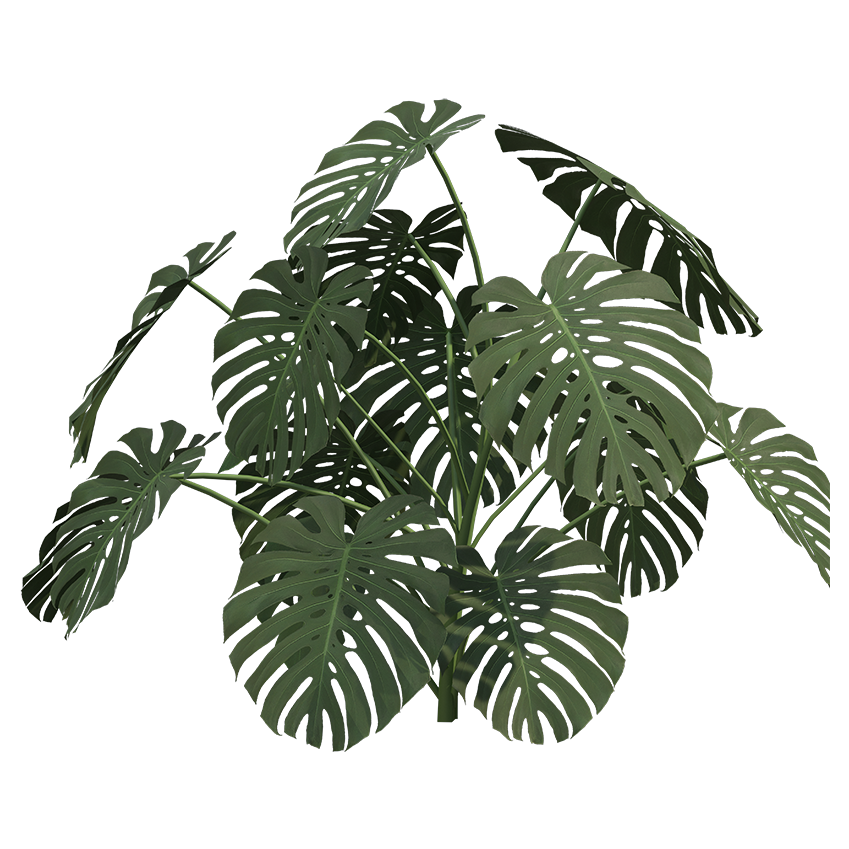 Monstera deliciosa - Split-Leaf Philodendron